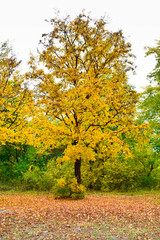 Naklejka premium Autumn tree with yellow leaves. Fall. Yellow leaves on a tree.