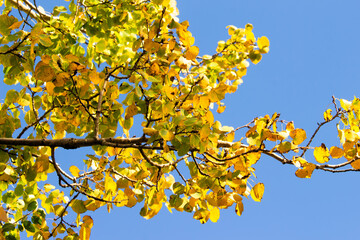 Yellow Autumn Leaves Against the Sky