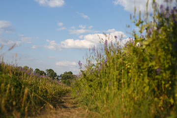 Fototapeta na wymiar Beautiful flat footpath in field among tall green grass, lilac lupins, going straight into distance to village houses and large trees against blue sky with white clouds on sunny summer day
