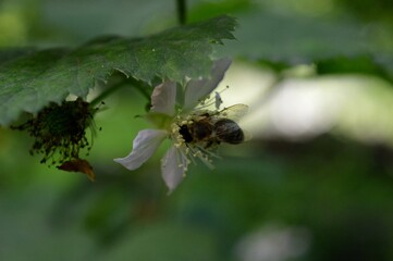 bee on a blackberry flower