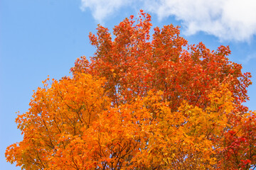 Sugar Maple Tree with Autumn Colour