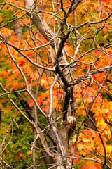 Bare Branches with Autumn Background