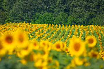 Beautiful sunflowers in a large field on a bright sunny day.