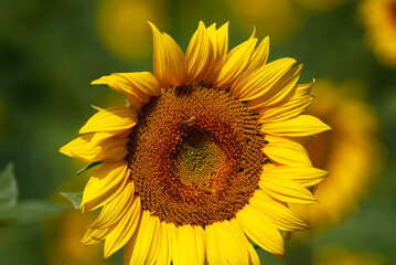 A beautiful sunflower in a field.