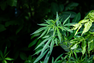 Cannabis is a standoff between a drug and a medicine. Green background of leaves.Close-up young hemp. Medicinal indica with CBD