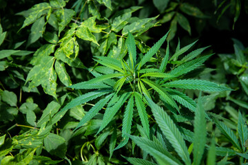 Cannabis is a standoff between a drug and a medicine. Green background of leaves.Close-up young hemp. Medicinal indica with CBD