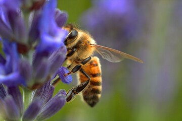 Bee pollinates a lavender flower