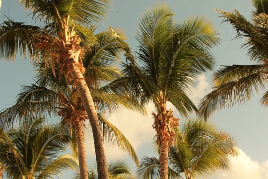 palm tree sunset tropical beach vacation beach  background  with copy space 
