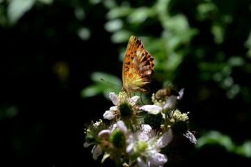 a butterfly with colorful wings on a blackberry flower