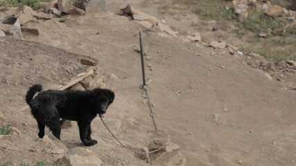 dog on the mountain 