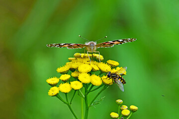 Motyl na kwiatku-makro