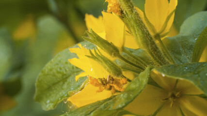 Yellow wildflowers on the meadow