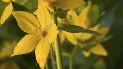 Yellow wildflowers on the meadow