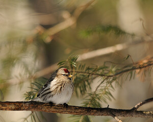 Red poll Bird Stock Photos.  Red poll bird close-up profile view perched. Image. Picture. Portrait.