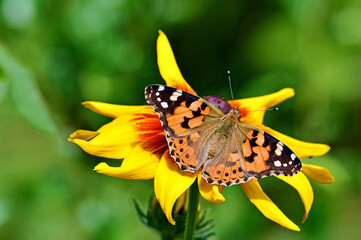 Motyl na kwiatku-makro