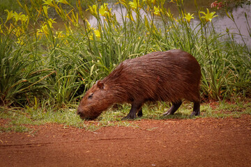 Capybara, the largest rodent in the world, wild animal that gets used to human contact