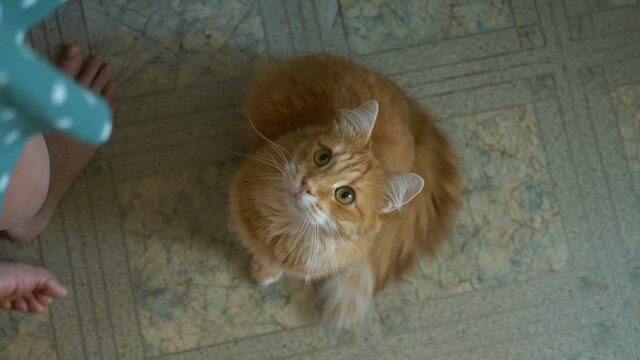 girl throws a boiled turkey on floor, hungry ginger cat is waiting for tidbit of meat and meows