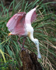 Roseate Spoonbill bird Stock Photos.  Roseate Spoonbill bird profile view.