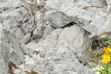 Schlange lauert im Versteck