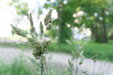 wild flowers in the morning