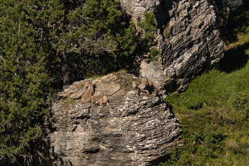 Steinböcke von den schweizer Bergen