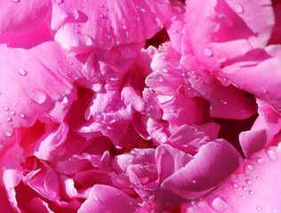 macro shot of a delicate pink peony with water drops