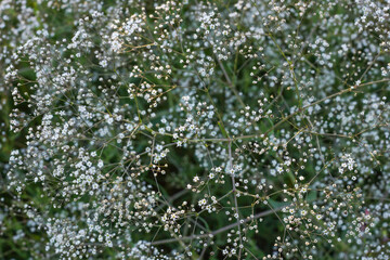 White dried flowers, Gypsophila white blooming texture background.