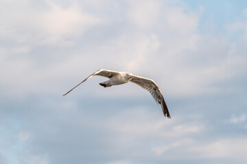 Sea gull in the cloudy blue sky. The European herring gull