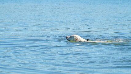 Fototapeta premium The dog swims in the water. Golden retriever, labrador beautifully floating on the river or sea.