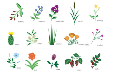 Plants icons collection