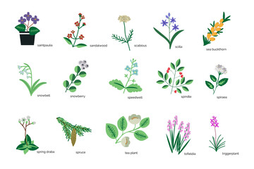 Plants icons collection