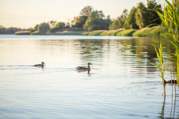 Two ducks are swimming in the water