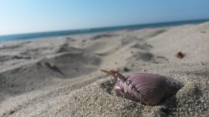 shell on the beach