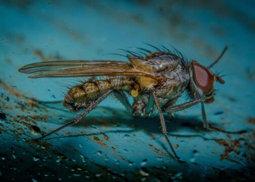 Fly on a piece of blue wood