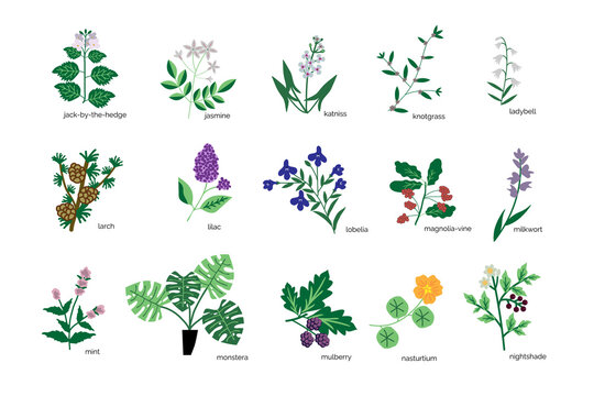 Plants icons collection