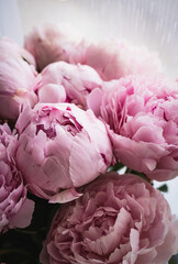 Closeup view of beautiful fresh pink peonies white background © Светлана Аношина