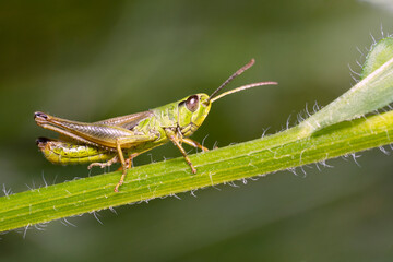 Chrysochraon dispar, large gold grasshopper, male. Place for text.