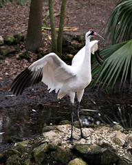 Whooping Crane Bird Stock Photos.  Image. Portrait. Picture. Endangered species. Spread wings.