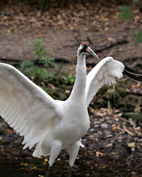 Whooping crane bird stock photos. Picture. Portrait. Image. Photo. Whooping crane bird profile-view. Endangered bird.  Endangered species. Spread wings. Stretching wings. Span wings.