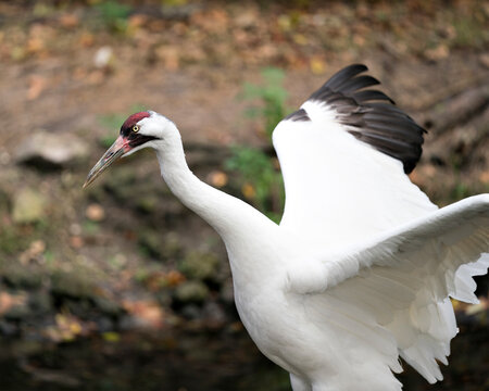 Whooping crane bird stock photos.   Whopping Crane bird close-up profile view with spread wings with background.