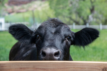 Black angus cow peeking over fence in Colorado, USA - obrazy, fototapety, plakaty