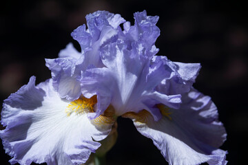 Blue purple iris flower stamens petals closeup on dark background in garden