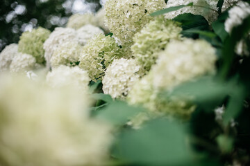 White and green hydrangeas growing outside 