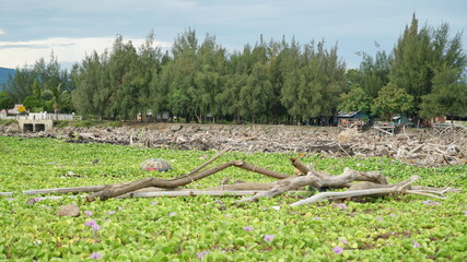 Fototapeta premium Ipomoea pes-caprae flower, also known as bayhops, are vines that cover several piles of garbage on the beach