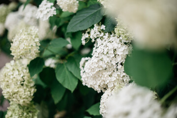 White hydrangeas blooming in a garden outside