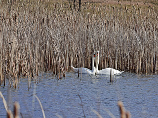 Para łabędzi na jeziorze © Edward