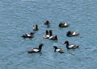 Black guillemot swimming arround a pair in circle