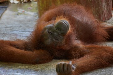 Naklejka premium Wild Orangutans in at the Semenggoh Nature Reserve in Sarawak Province, Malaysian Borneo 