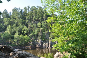 trees in the forest