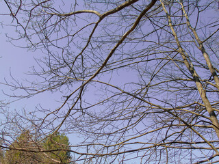 Genova, Italy - 06/29/2020: Beautiful floral spring abstract background of nature. Branches of blossoming apricot macro with soft focus on gentle light blue sky background. 